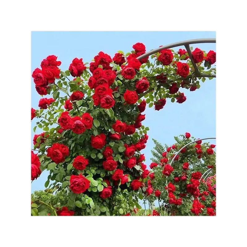 Climbing Rose Gold Celebration Flower Seedlings Can Be Mixed with Other Rose Flowers for Balcony Planting and Potted Plants