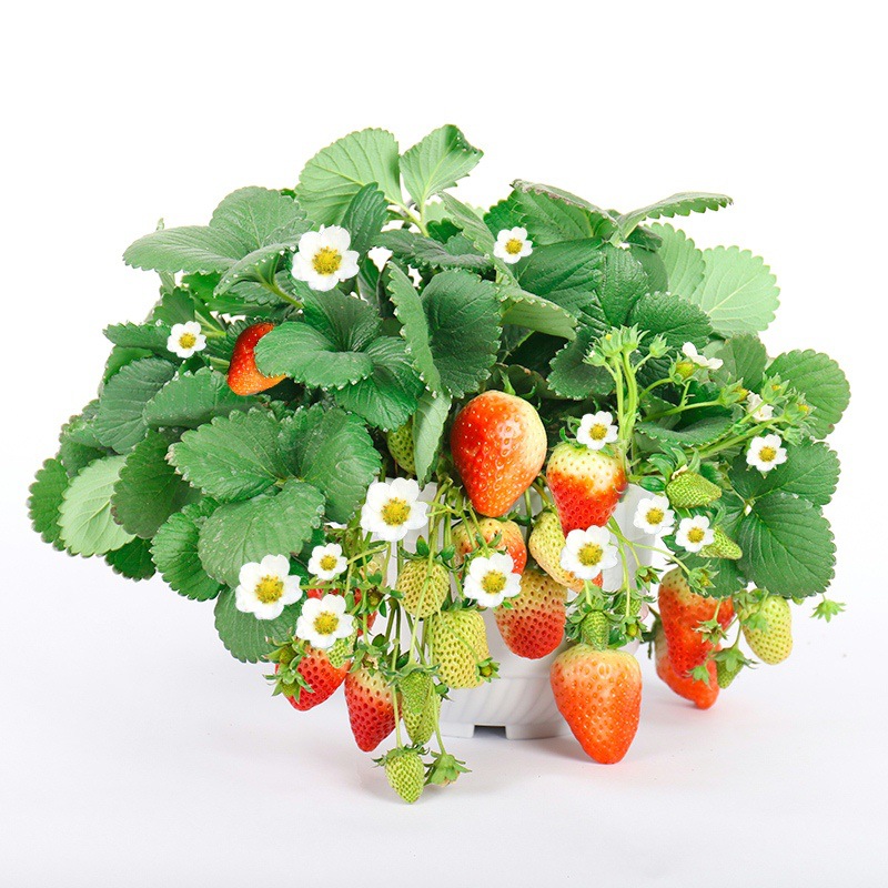 Base Wholesale Strawberry Seedlings, Four-Season Potted Edible Balcony Cream Fruit Tree Seedlings, Planting Seedlings, Southern Results in the Same Year