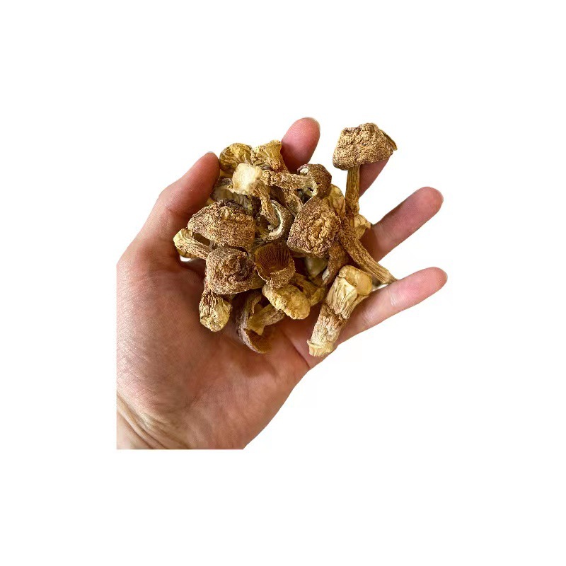 Dried goods of Agaricus blazei mushroom Yunnan specialty Brazil mushroom bulk Tricholoma mushroom edible Agaricus blazei 500g non-smoked sulfur net weight