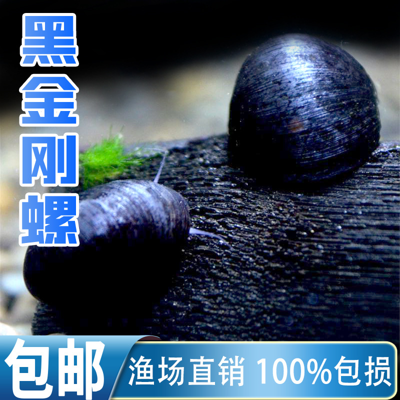 Black Diamond Snail Ornamental Snail Apple Snail Colorful Egg Mysterious Golden Zebra Onion Cleaning Algae Removal Tool Live Snail