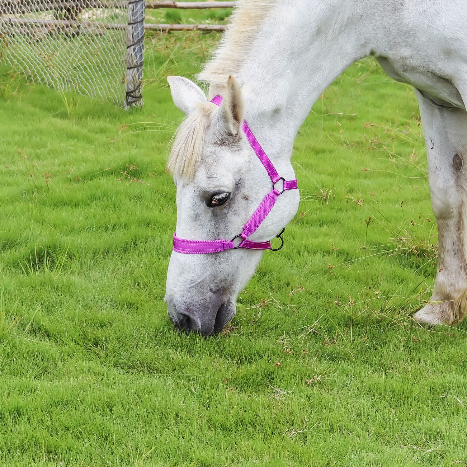 Amazon new horse bridle equestrian supplies reflective silk nylon horse bridle equestrian tools factory supply wholesale