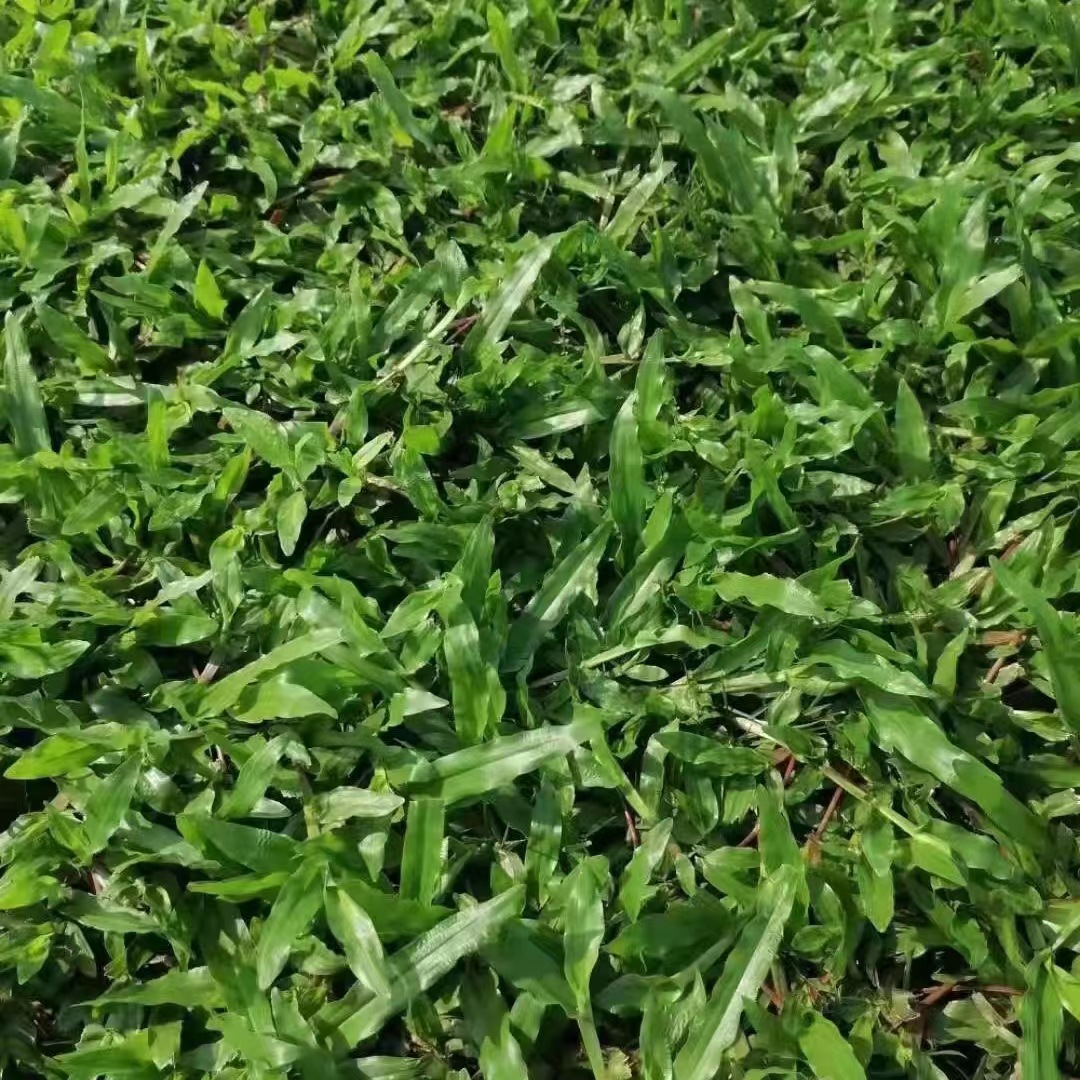 Shenzhen Real Turf Lawn with Soil Carpet Grass Large Leaf Oil Grass House Courtyard Garden with Soil Greening Manila