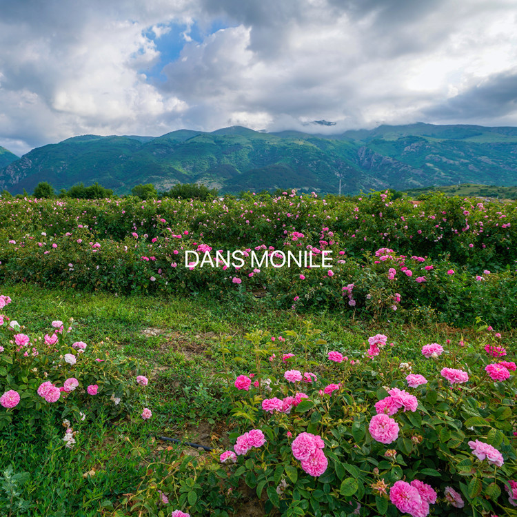 Bulgarian Damascus Rose Hydrosol Toner Skin Care Hydrating Moisturizing Firming Beauty Salon Wholesale