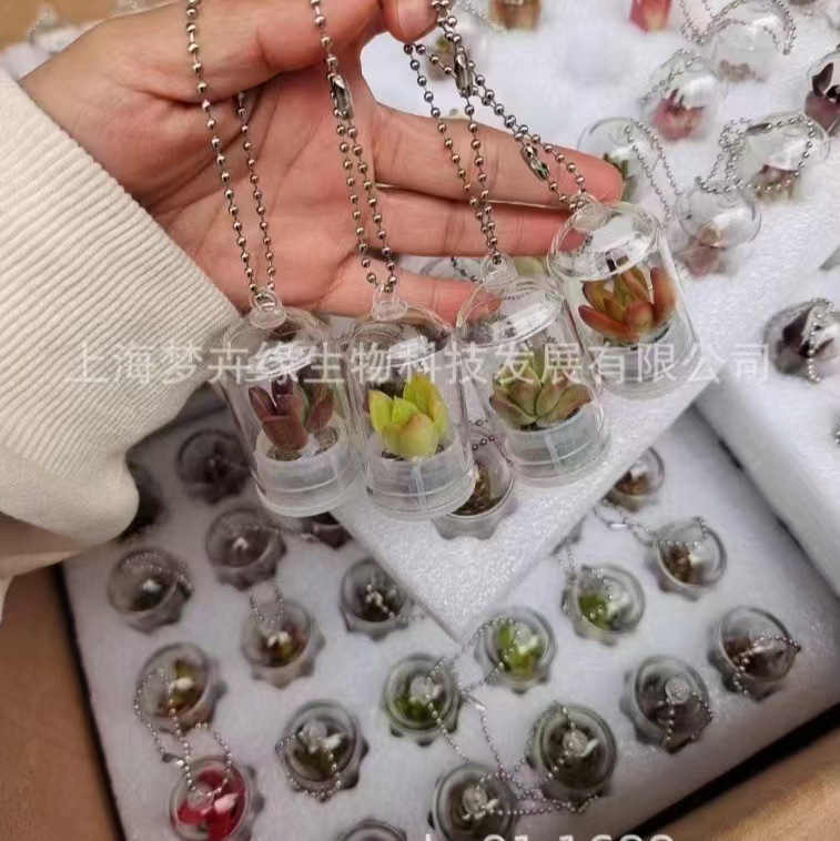 Креативный брелок-суккулент, миниатюрное растение, миниатюрный ландшафт, подарок для студентов