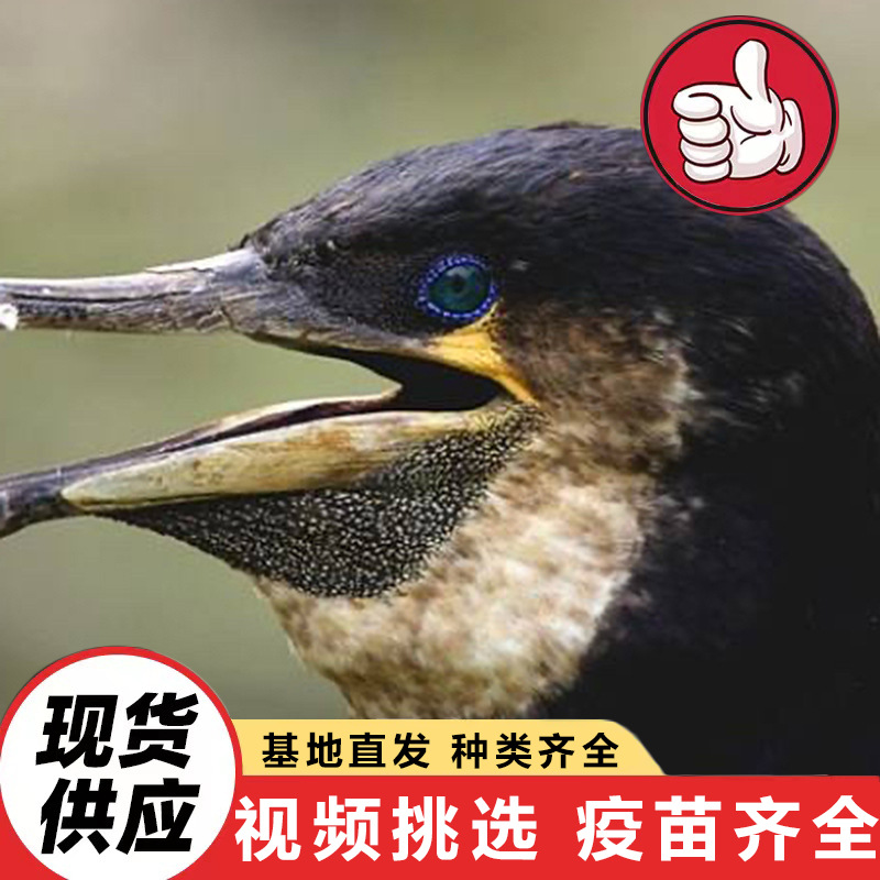 How Much Does an Osprey That Can Catch Fish Cost? Supply Ospreys for Wetland Park Scenic Area Performances