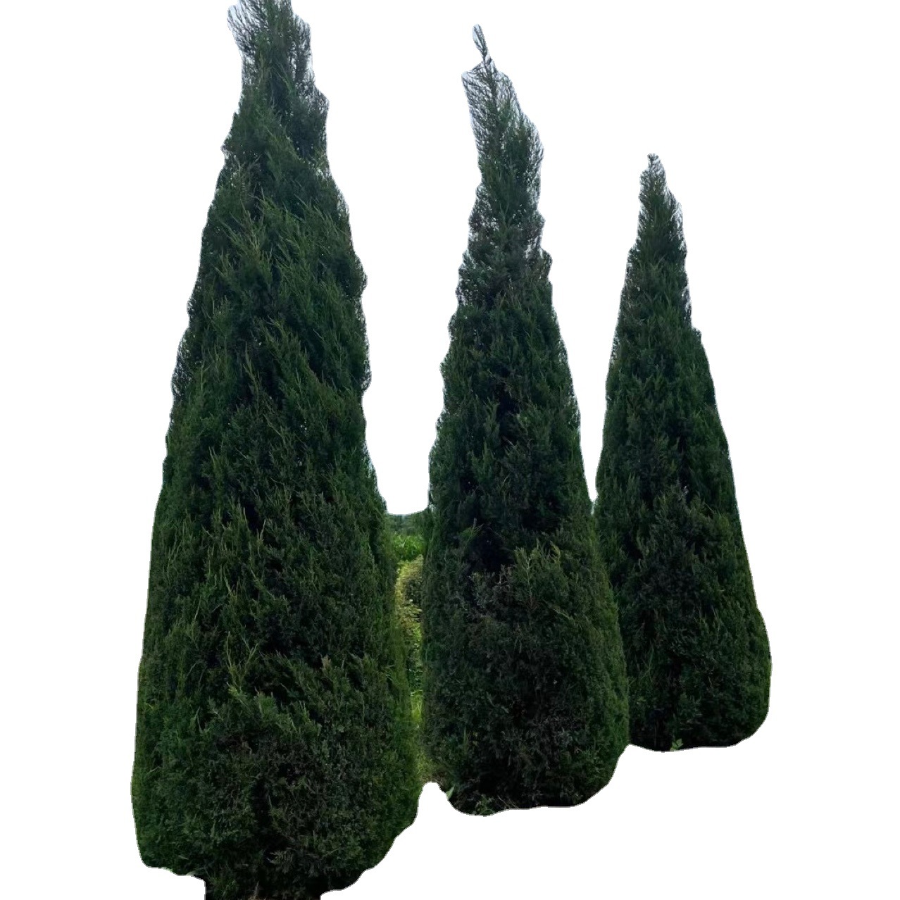 Tower 1 to 10m Tall Cypress, Round Cypress, Tower Sapling, Evergreen Tree All Year Round