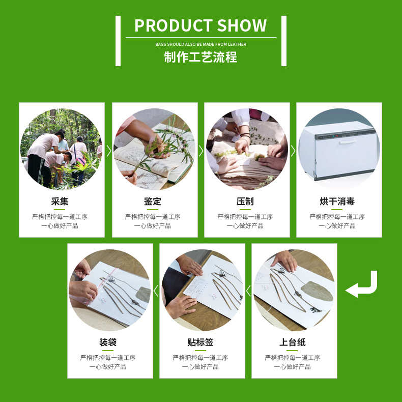 Origin supply plant specimen herbarium traditional Chinese medicine wax leaf specimen simple plant wax leaf specimen