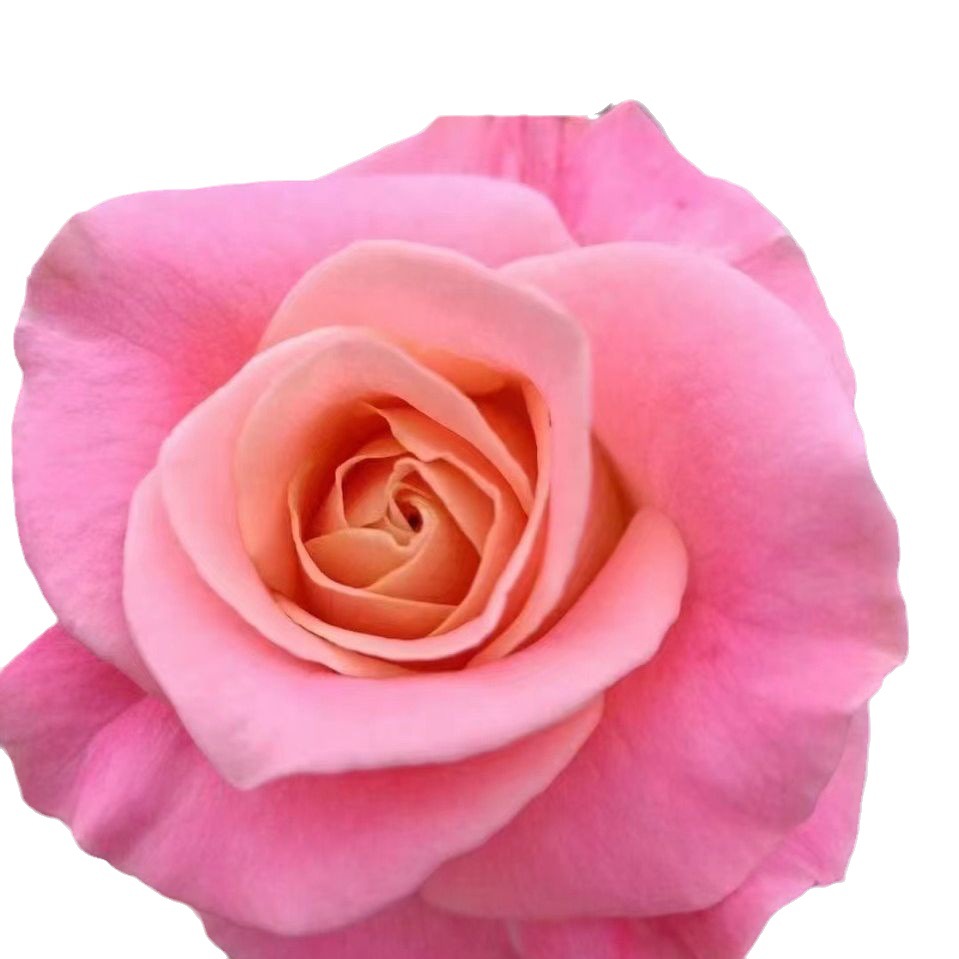 Yunnan Rose Fresh Cut Flower Seedlings Zixia Fairy Plateau Red Floyd Miss Pig Roselle Pride Seedlings