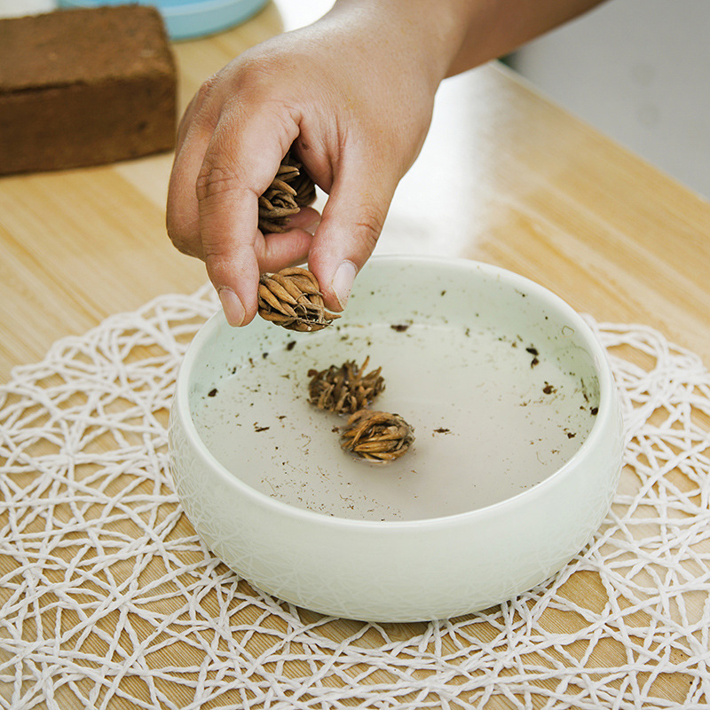 Flower Ranunculus oceanic peony seed root double petal celery leaf peony indoor potted bulb flower Persian buttercup flowering