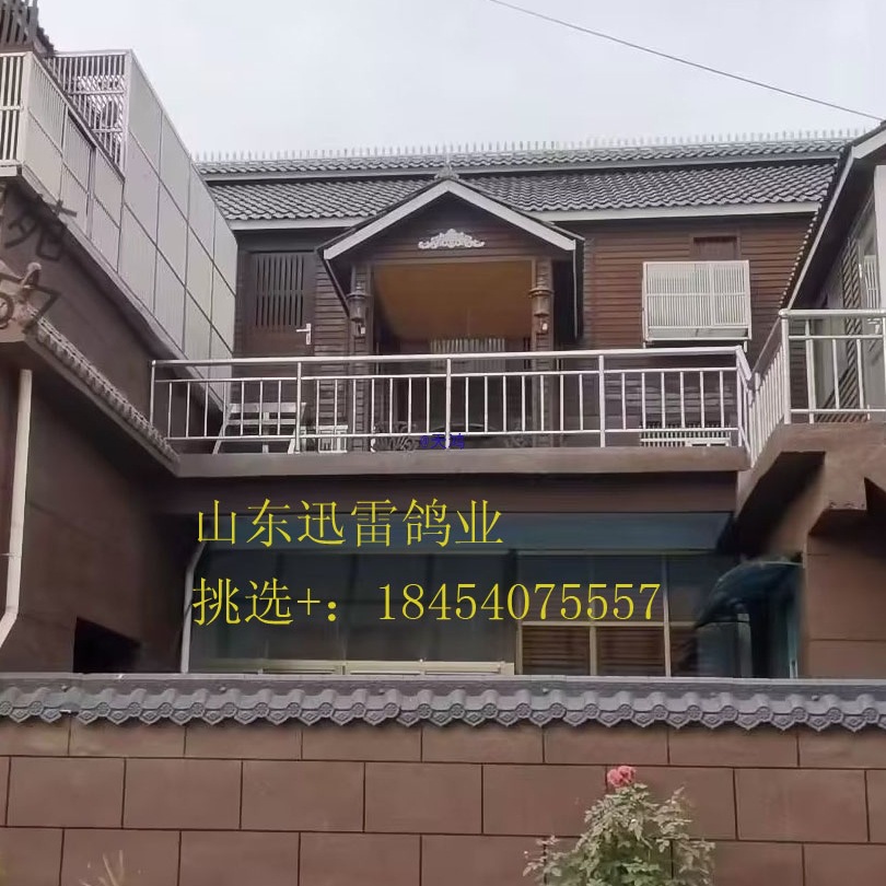 Homing Pigeon Purebred Racing Pigeon Original Ring Offspring Young Pigeon Pet Bird Ornamental Pigeon Live Pigeon Live Animal One Pair Guaranteed Live