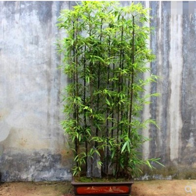 Bamboo Seedlings Courtyard Northern Cold-Resistant Bamboo Plants All Year Round Evergreen Greening Golden Bamboo Green Bamboo Seedlings Purple Bamboo Seedlings Potted Plants