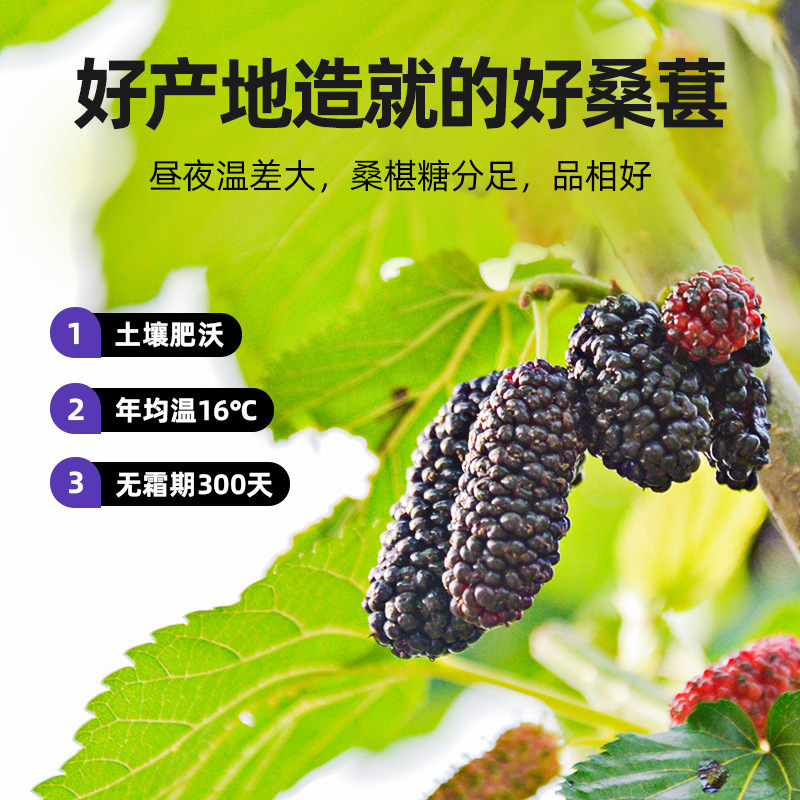 Xinjiang Dried Black Mulberry New Arrival Sand-Free Full Fruit Head Stubble Dried Mulberry 500g Bag Ready to Eat Soaked in Water Bulk Wholesale Agent