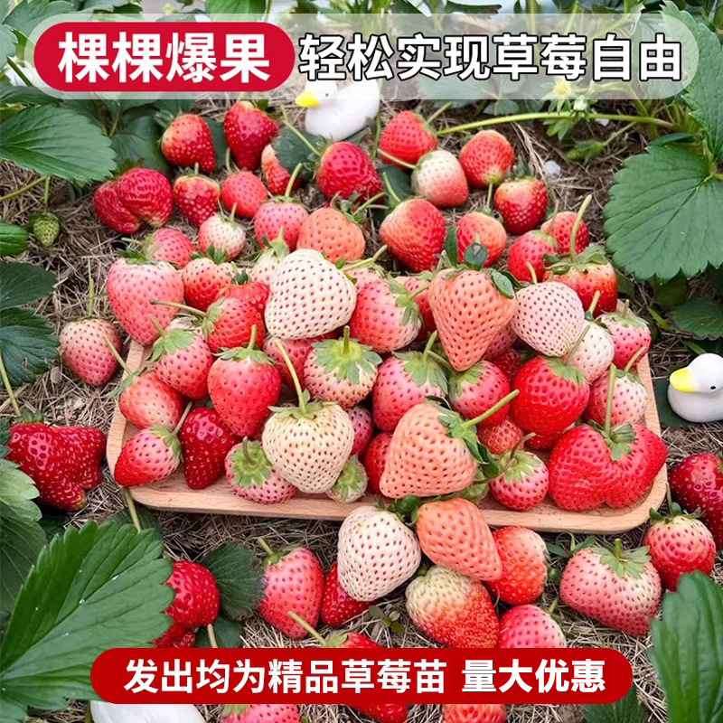 Cream Strawberry Seedlings Potted with Soil and Potted Red Seeds Edible Four-Season Balcony Planting New Seedlings Results