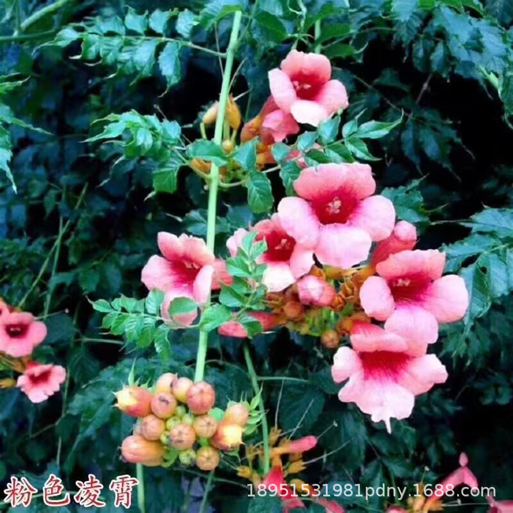 American Lingxiao Flower Climbing Vine Plant Lingxiao Flower Sapling Old Pile Potted Large Seedling Climbing Vine Cold-Resistant and Blooming in All Seasons