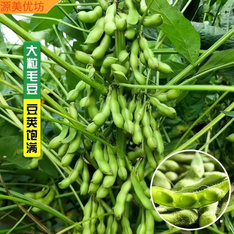 Whole Box of Edamame, Freshly Picked Shelled Beans, Self-Grown Farm Fresh and Tender Seasonal Vegetables, Green Beans Wholesale
