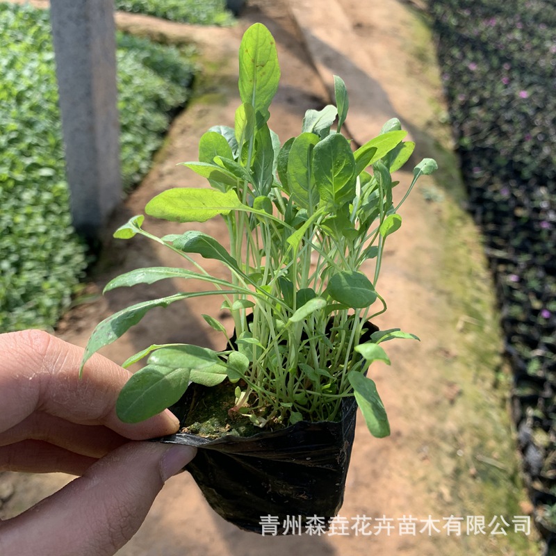 Beautiful Evening Primrose Base Wholesale Florals Greening Project Flower Seedlings Courtyard Evening Primrose Seedlings Wholesale