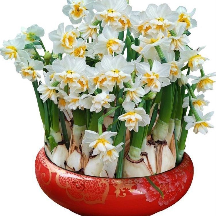 Hyacinth Bulbs Hydroponic Potted Flowers Green Plants Narcissus Soil Cultivation Annual Flowering Narcissus Double-Flowered Narcissus