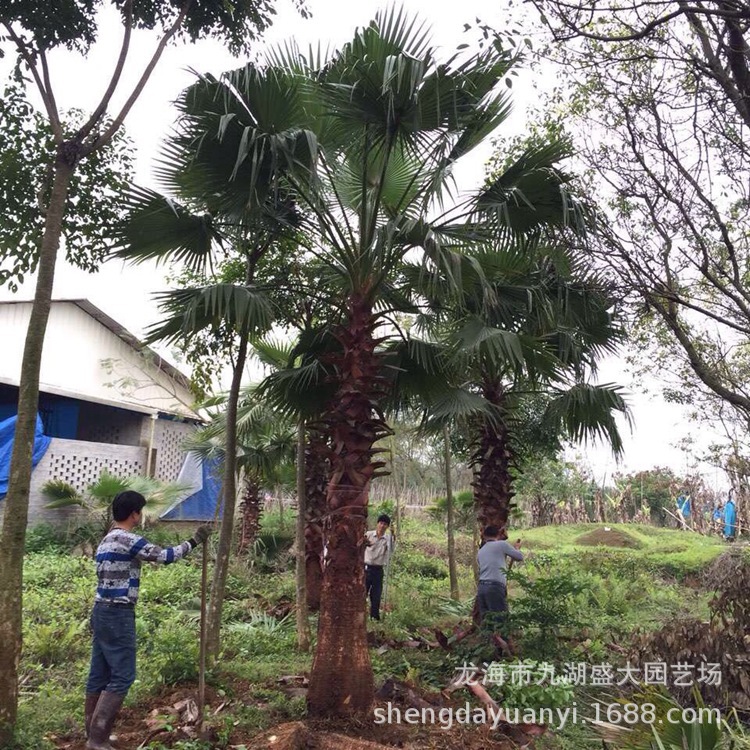 Jiangsu Washington Palm Quote Zhejiang Palm Price Washington Palm Supply Fujian Elderly Palm Wholesale