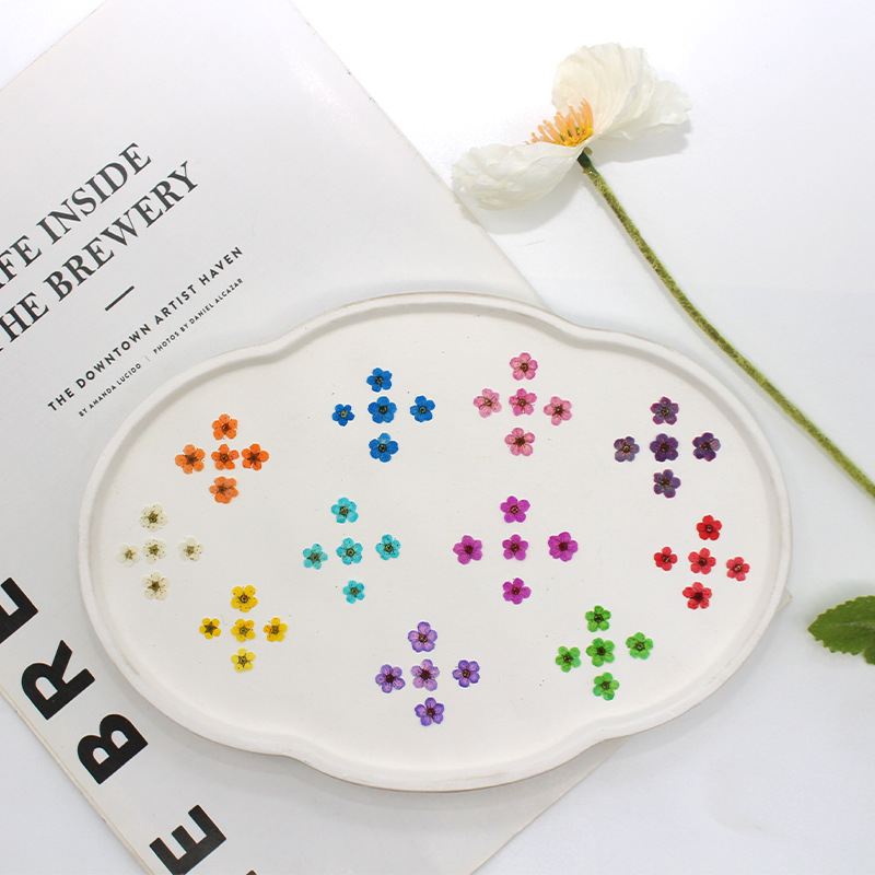 Small Narcissus Dried Flower Embossed Plant Specimen Baffle Mobile Phone Shell Bookmark Kindergarten Handmade Leaf Sticker Makeup