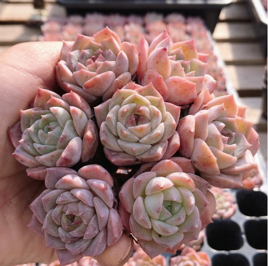 Чистая любовь 2-3 см рассада суккулентов желеобразного цвета реальное фото