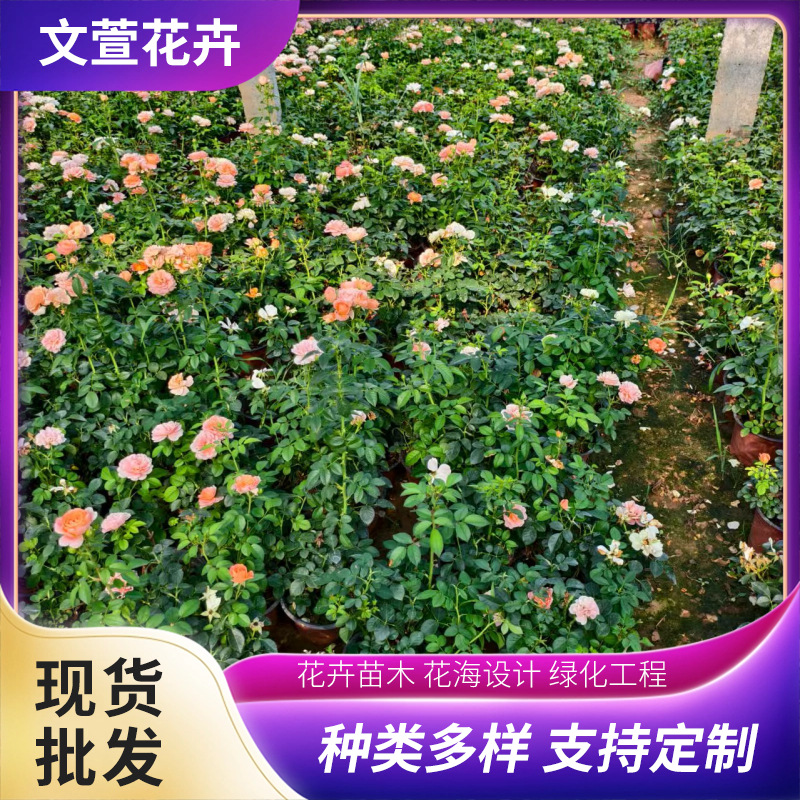 Juice Balcony Rose Potted Plants for Courtyard and Municipal Greening Projects, Juice Balcony Rose Wholesale Base