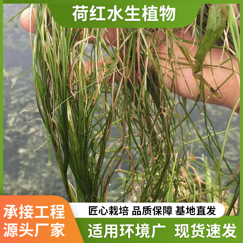 Саженцы карликовой горькой травы, очистка воды, подводные растения