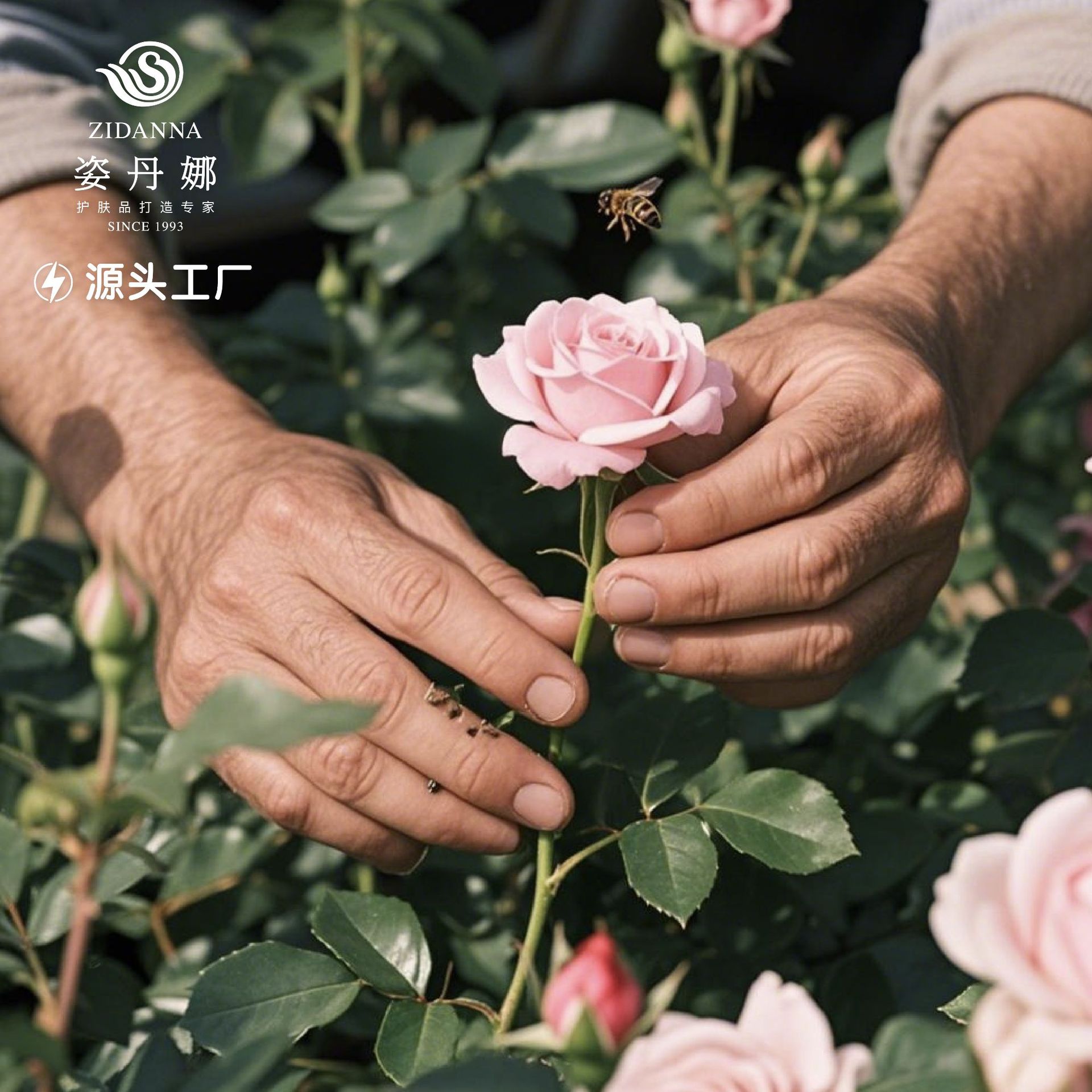 Damascena Rose Shampoo Oem Processing