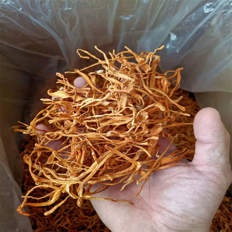 Cordyceps flower wholesale dry goods specialty new goods golden cordyceps dry price soup delicious cordyceps origin direct sales