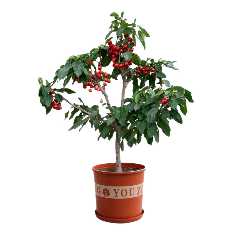 Cherry Saplings Balcony Southern Potted Northern Courtyard Ground Planting Dwarf Large Cherry Saplings Black Pearl Grafted Seedlings