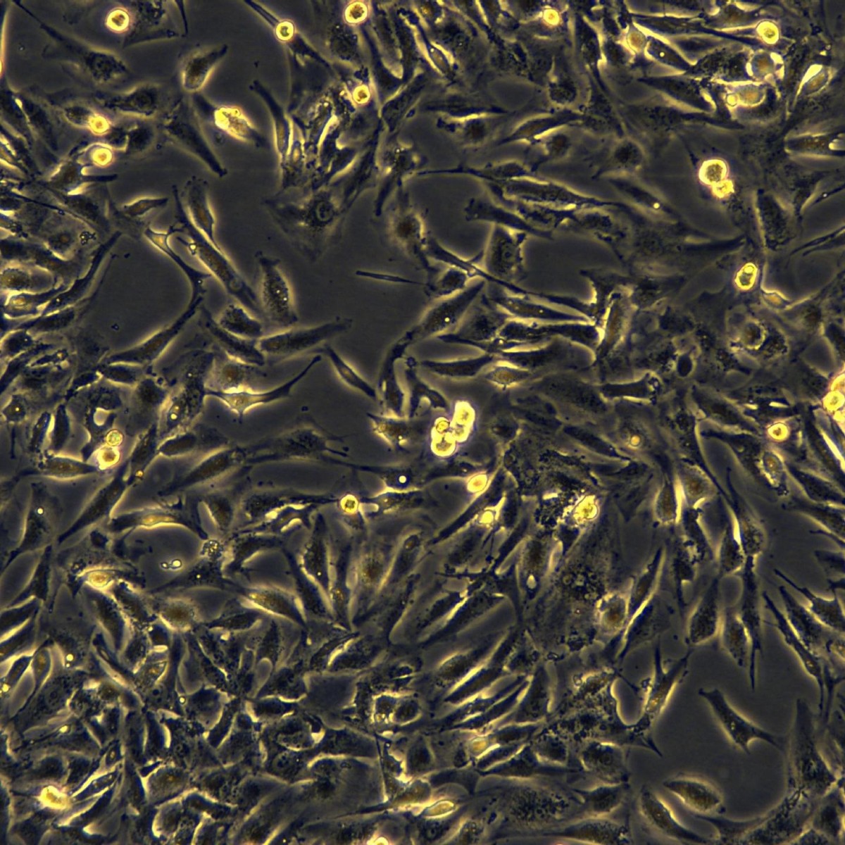 Meisenctcc человеческая ясноклеточная аденокарцинома почки, штам, устойчивый к сорафенибу 786-0/Sorafeni