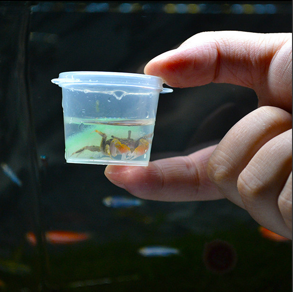 Wholesale Red Claw Chili Crab White Claw Chili Crab Mini Crab Phase Hand Crab General Crab Watermelon Crab Tide Crab Ornamental Crab