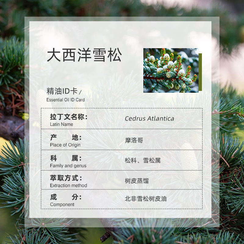 Moroccan Atlantic Cedar Single Essential Oil, Pure Extracted and Distilled, Aromatherapy Raw Material Wholesale, Atlantic Cedar Essential Oil