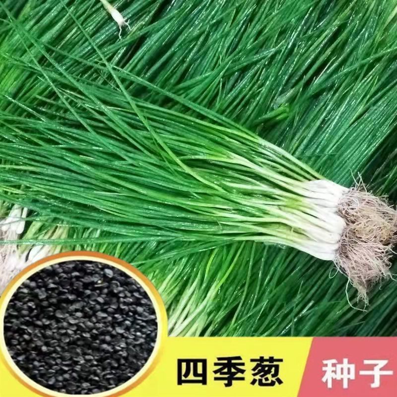 (Heat-Resistant and Cold-Resistant) Easy-To-Grow Green Onions in All Seasons, Balcony Indoor Potted Onions, Easy-To-Manage Home Vegetables Mi