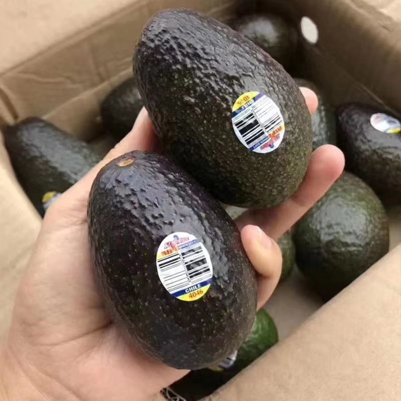 Свежий авокадо, крупный плод, мексиканский авокадо, сезонный фрукт для беременных женщин и детей