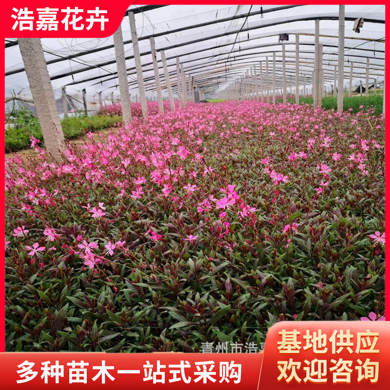 Mountain Almond Grass, Houndstooth Flower, Red Flower, Pink Mountain Almond Grass, Outdoor Planting Florals, Perennial Cold-Resistant Plants, Mountain Almond Grass