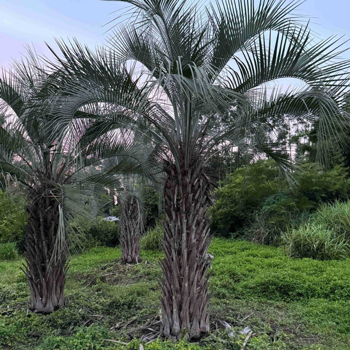 Henan Budi Coconut Price Shanghai Hubei Budi Coconut Supply Jiangxi Budi Coconut Tree Wholesale Base