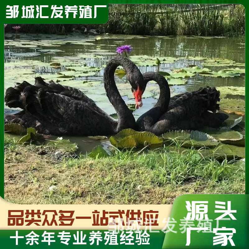 Adult Black Swans for Viewing in Scenic Spots, Live Black Swans for Mall Rental, Price for a Pair of Black Swans, Black Swan Chicks for Sale