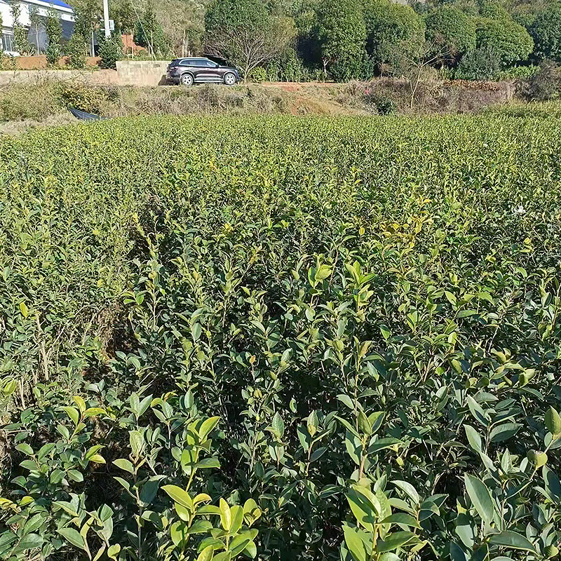 Seedlings for Sale Camellia Oleifera Seedlings Camellia Oleifera Seedlings 30-50cm Large Quantity, High Price and Good Quality, Sufficient Supply from Hunan Base