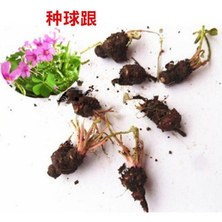 Red Clover Potted Plant, Red Clover Flower Bed, Sidewalk Greenery, Old Root Courtyard Greening Plant