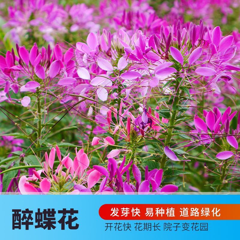 Mixed-Color Butterfly Pea Seeds in Purple and Pink, Tall-Stemmed Flower Seeds, Easy to Grow in All Seasons, Suitable for Gardens and as a Nectar Source for Hummingbirds