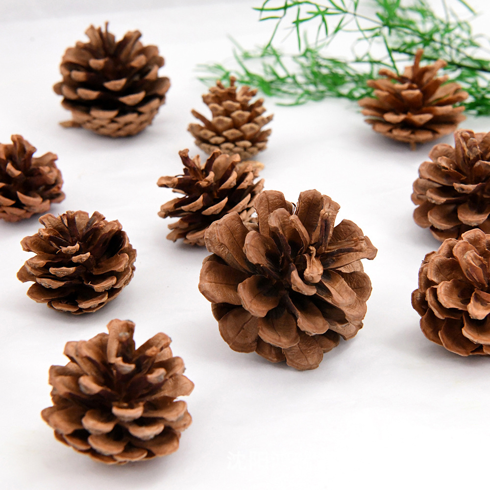 Hanging Line Pine Cone Pinus tabulaeformis Tower Pine Cone Original Color Carton Shipping Photo Photography Ornaments Holiday Garland Decorations Free Shipping