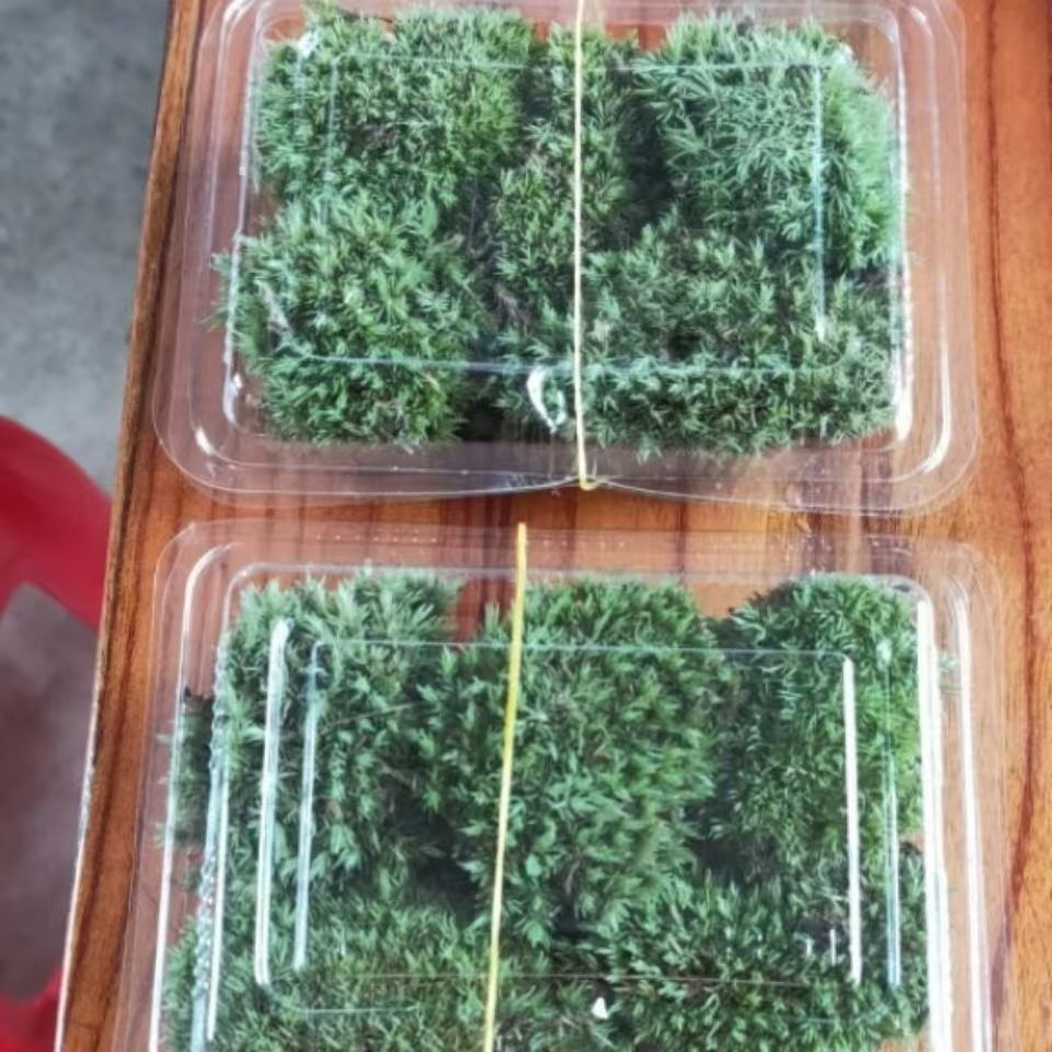 Micro Landscape Moss White Hair Moss Feather Moss Large Gray Moss Star Moss DIY 11*8 Boxed Wholesale Price Per Box