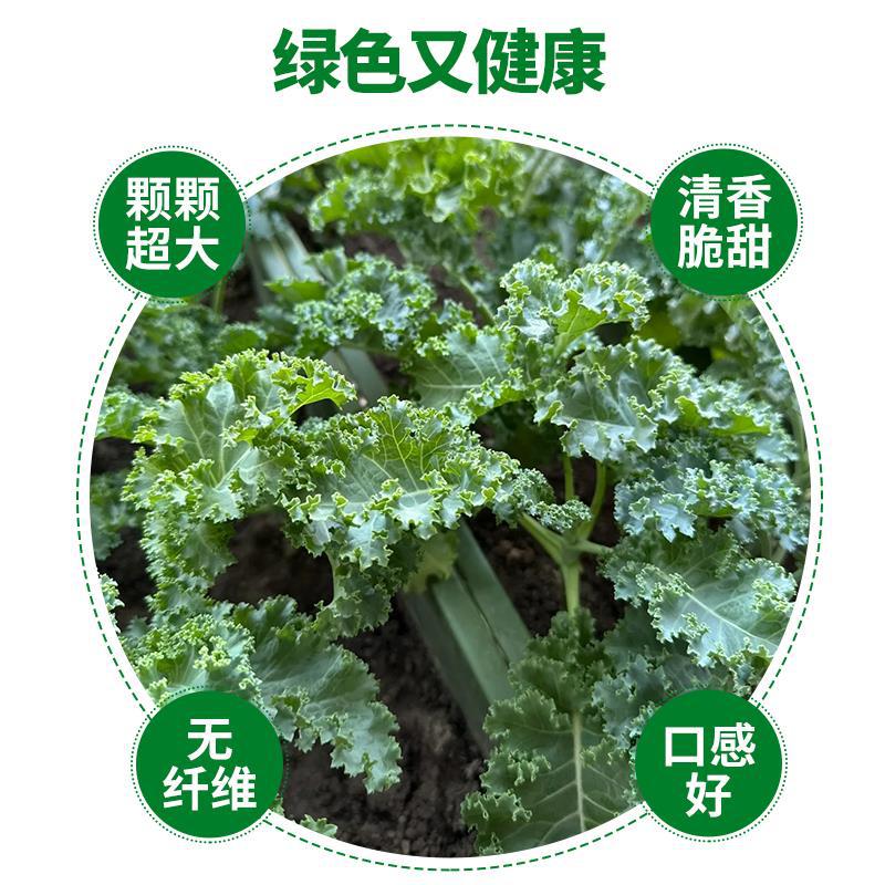 Edible Green Kale Seedlings, Green Purple Kale, Pink Kale Seedlings, Four-Season Vegetable Raincoat Seedlings