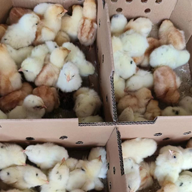 Chicken Chicks Wholesale Hyland Gray Egg Chicken Chicks, Egg Laying King, 300 Eggs Per Year, and Green Shell Egg Chicken Chicks Hyland Brown Chicken 1