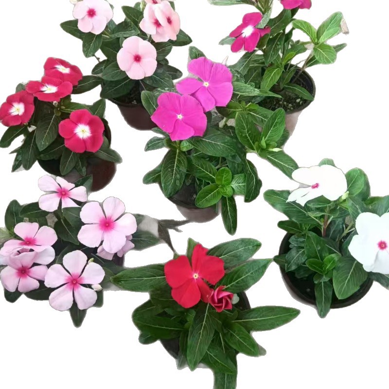 Flowers and Potted Plants Bloom Every Day, Small Seedlings for Flower Sea Greening Projects, Bloom in All Seasons, Various Flower Colors, Wholesale Base for Flowers That Bloom Every Day
