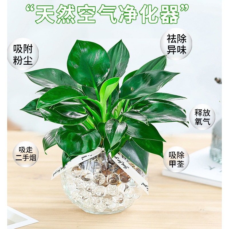 Hydroponic Plant Large-Leaf Gold Diamond Potted Green Princess Office Desktop Pothos Purifies the Air and Absorbs Formaldehyde Water Culture