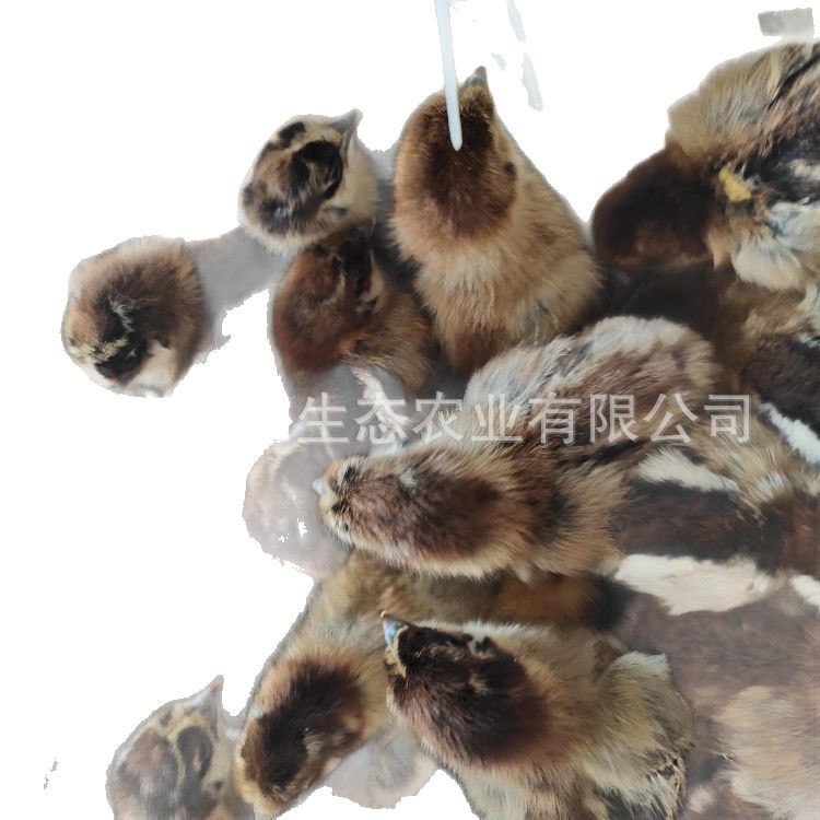 Suitable for Free-Range Large-Scale Green-Footed Broiler Chicks, Slow-Growing Chicks, Hatching and Hatching of Native Chickens, and Breeding of Black芦花 Chicks