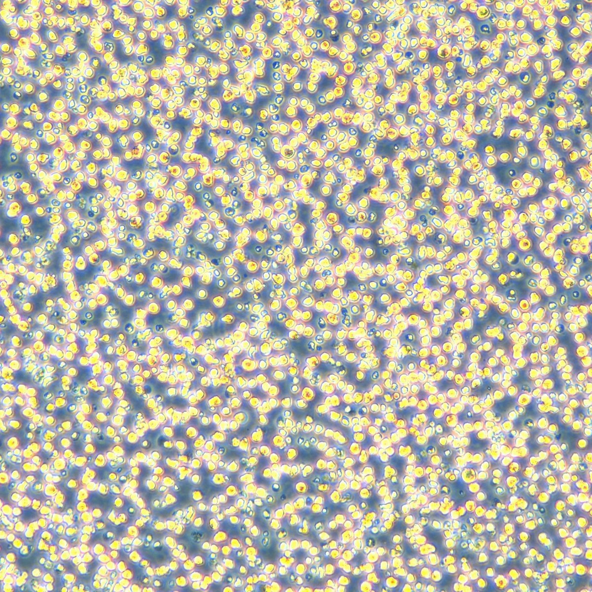 Meisen Ctcc Meisen Molm13 # Cebpa_C.157G>A # Poolcells Stable Rotating Plant