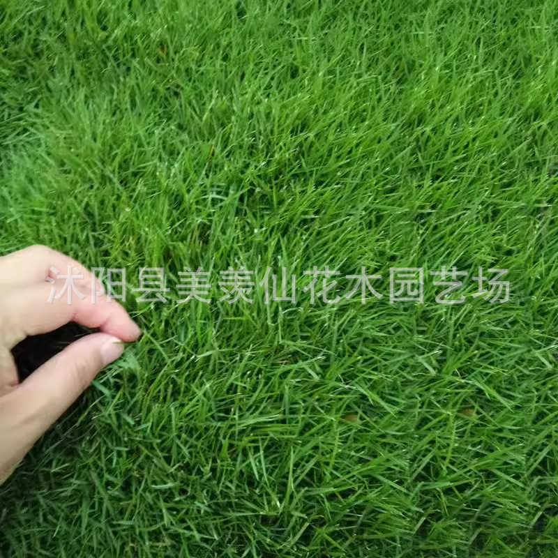 Grass Seeds, Early-Maturing Lawn Seeds, Dwarf Four-Season Grass Seeds, Trample-Resistant Courtyard, Cold-Resistant, No-Trimming Carpet