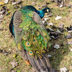 Живые цыплята голубого павлина на продажу, трёхлетние голубые павлины на продажу, места для просмотра голубых павлинов